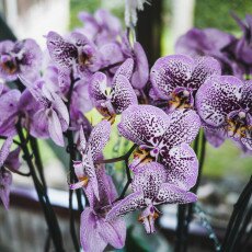 Keukenhof most beautiful garden 22