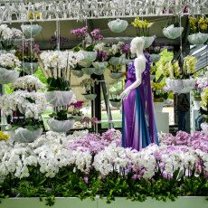 Keukenhof most beautiful garden 24