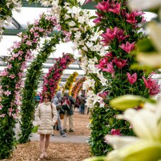 Keukenhof most beautiful garden 23