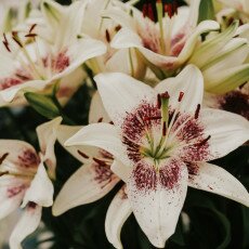 Keukenhof most beautiful garden 27