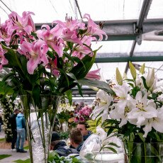 Keukenhof most beautiful garden 28