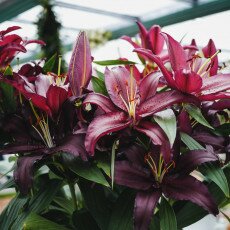 Keukenhof most beautiful garden 29