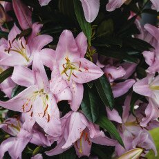 Keukenhof most beautiful garden 31