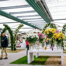 Keukenhof most beautiful garden 30