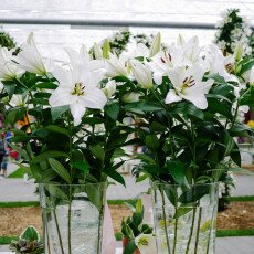 Keukenhof most beautiful garden 32