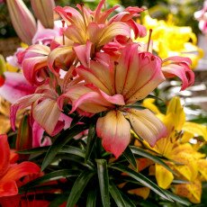 Keukenhof most beautiful garden 33