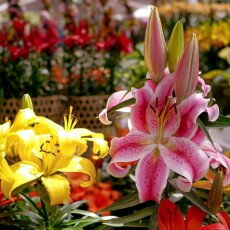 Keukenhof most beautiful garden 34