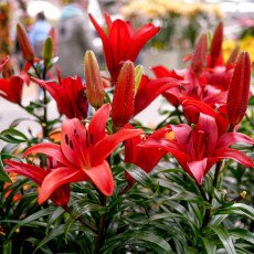 Keukenhof most beautiful garden 35