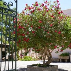 Santa Maria di Leuca 02