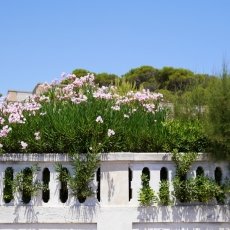 Santa Maria di Leuca 08