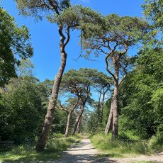 Forests in the Netherlands 04