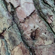 Forests in the Netherlands 11