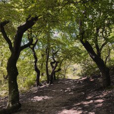 Forests in the Netherlands 06