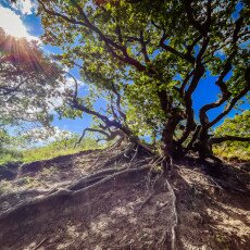 Forests in the Netherlands 15