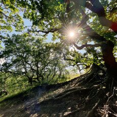 Forests in the Netherlands 02