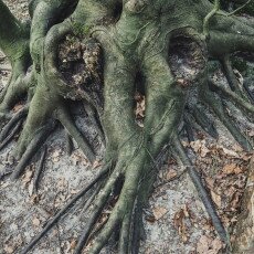 Forests in the Netherlands 05