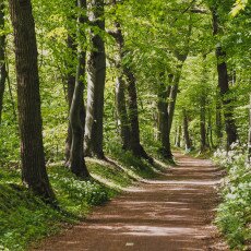 Forests in the Netherlands 01