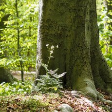 Forests in the Netherlands 03