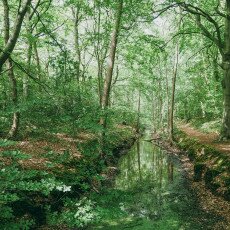 Forests in the Netherlands 09