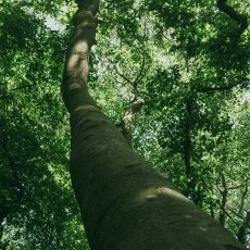 Forests in the Netherlands 08