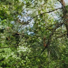 Forests in the Netherlands 07