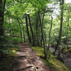 Forests in the Netherlands 10