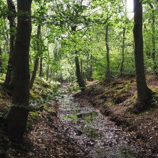 Forests in the Netherlands 12