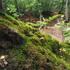 Forests in the Netherlands 14