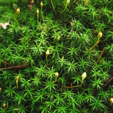 Forests in the Netherlands 13