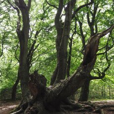 Forests in the Netherlands 17