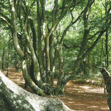 Forests in the Netherlands 16