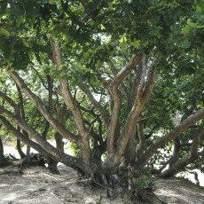 Forests in the Netherlands 18