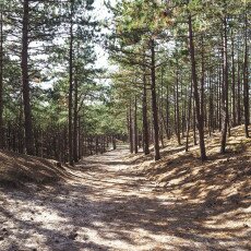Forests in the Netherlands 20