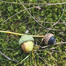 Forests in the Netherlands 21