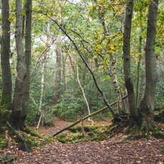 Forests in the Netherlands 22