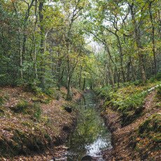 Forests in the Netherlands 23