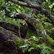 Forests in the Netherlands 19