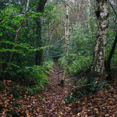 Forests in the Netherlands 24