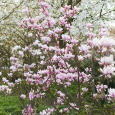 Magnolia portraits 01