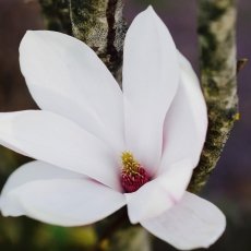 Magnolia portraits 02