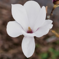 Magnolia portraits 03