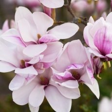 Magnolia portraits 04