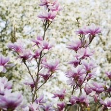 Magnolia portraits 05