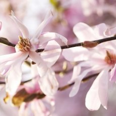 Magnolia portraits 06