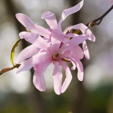 Magnolia portraits 07