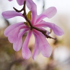 Magnolia portraits 08