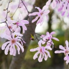 Magnolia portraits 09