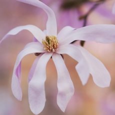 Magnolia portraits 10