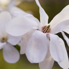 Magnolia portraits 11