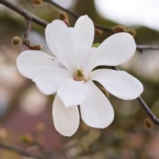 Magnolia portraits 12